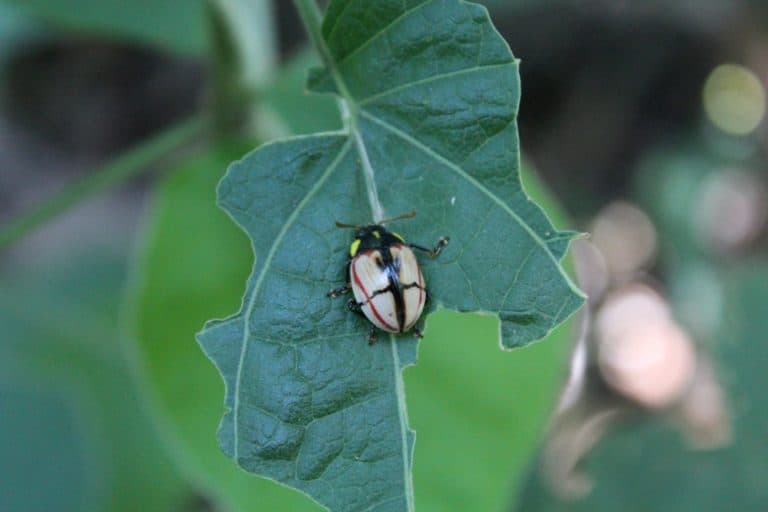 Potential for citizen science initiatives in Rio de Janeiro