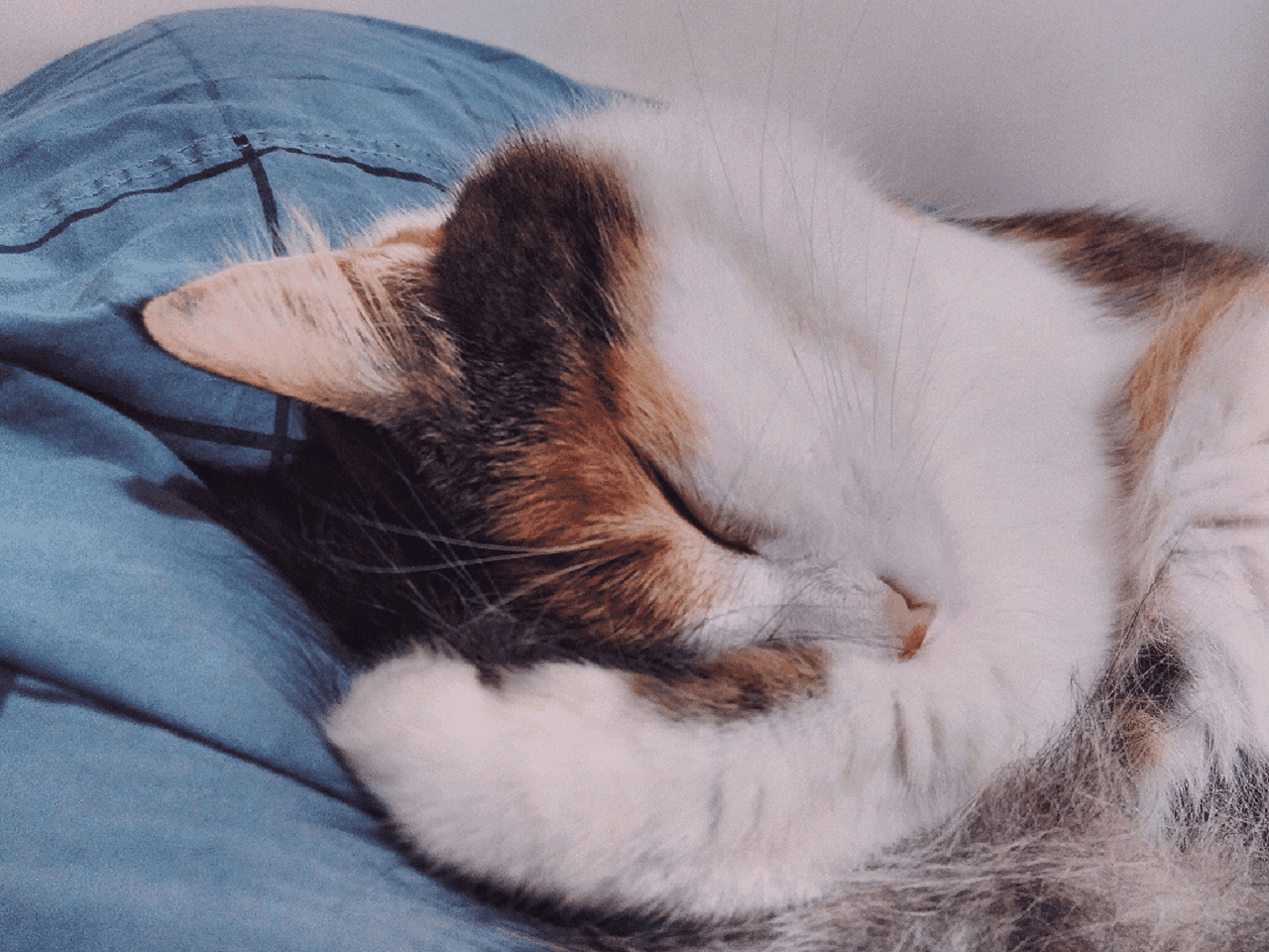 Motivation slump cat