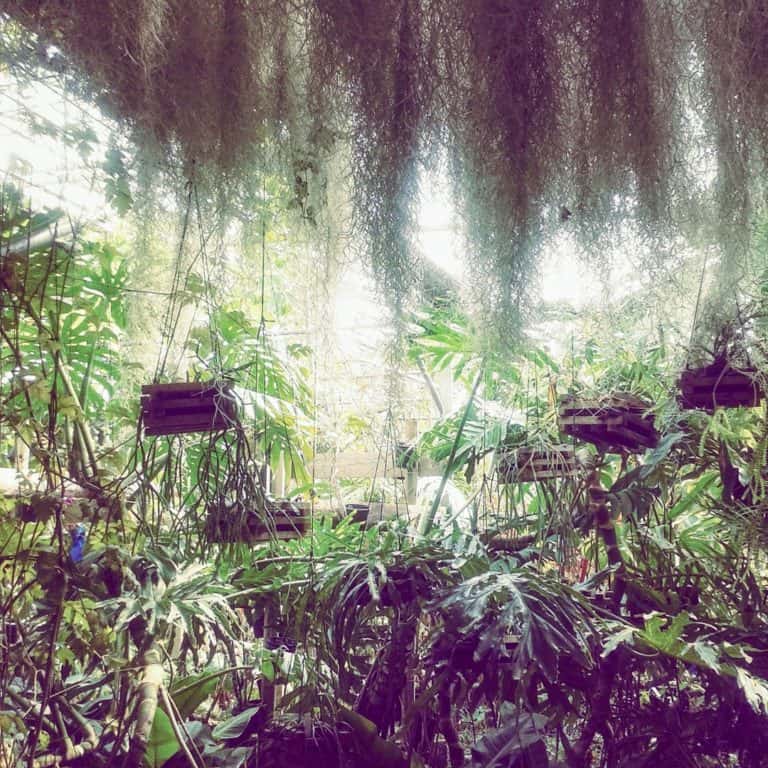 Plants are my design style